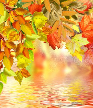 herfst gebladerte. Gouden herfst.