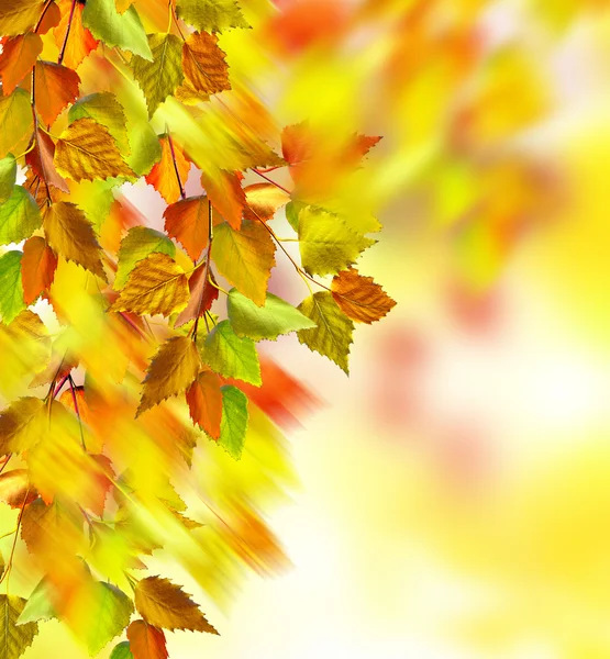Podzimní listí. Podzimní čas. Zlatý podzim. — Stock fotografie