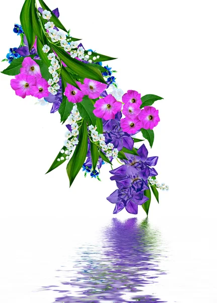 Niebieski irys kwiat na białym tle. Kartka świąteczna — Zdjęcie stockowe