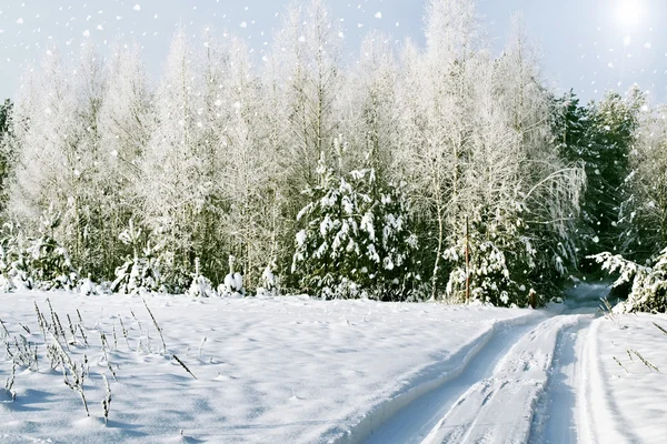 Χειμώνας δάσος. χειμερινό τοπίο — Φωτογραφία Αρχείου