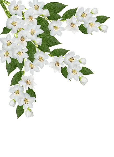 Pobočka jasmínových květů izolovaných na bílém pozadí — Stock fotografie