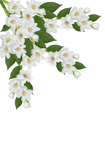 Branch of jasmine flowers isolated on white background — Stock Photo, Image