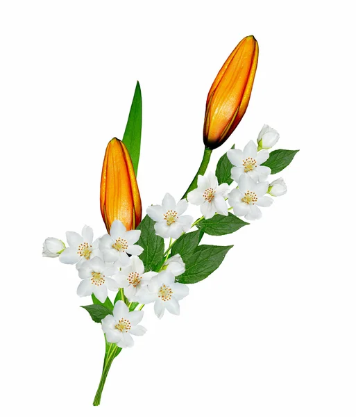 Beyaz arkaplanda izole edilmiş zambak çiçekleri — Stok fotoğraf