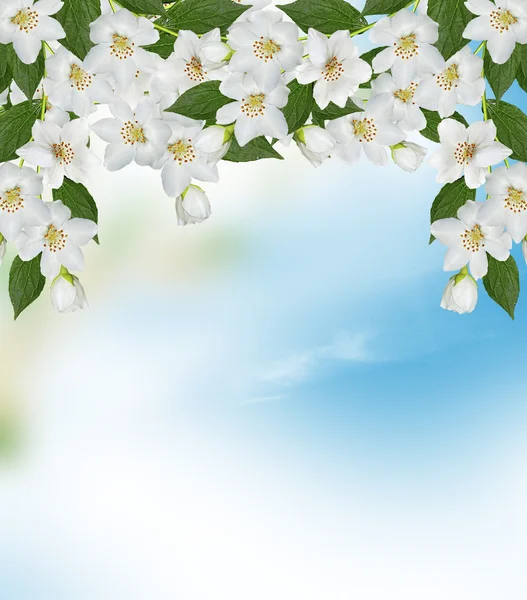 Branch of jasmine flowers on a background of blue sky with cloud — Stock Photo, Image