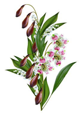 beyaz arkaplanda yalıtılmış bahar çiçekleri