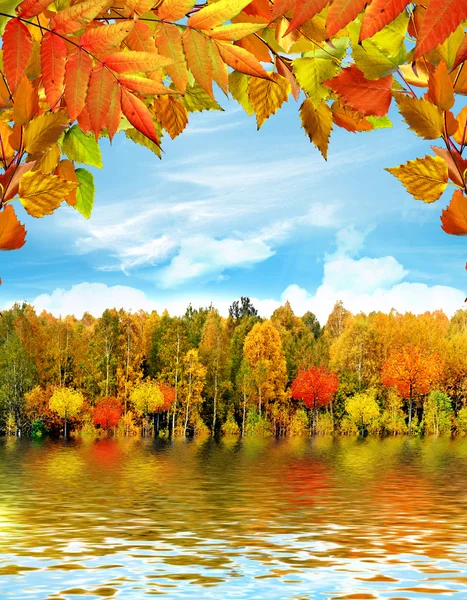 秋の風景です。林と秋の紅葉 — ストック写真