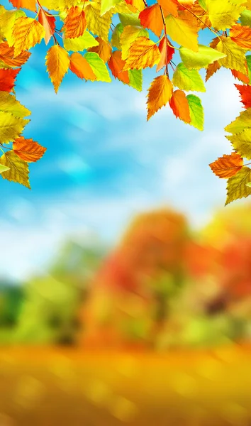 Autumn leaves against a blue sky with clouds — Stock Photo, Image