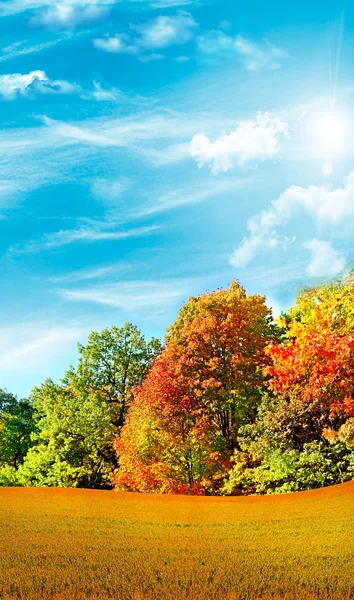 Jesienią listowie przeciw błękitne niebo z chmurami — Zdjęcie stockowe