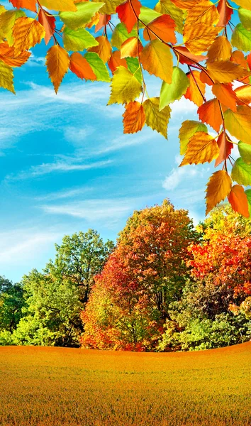 El otoño se va contra un cielo azul con nubes —  Fotos de Stock