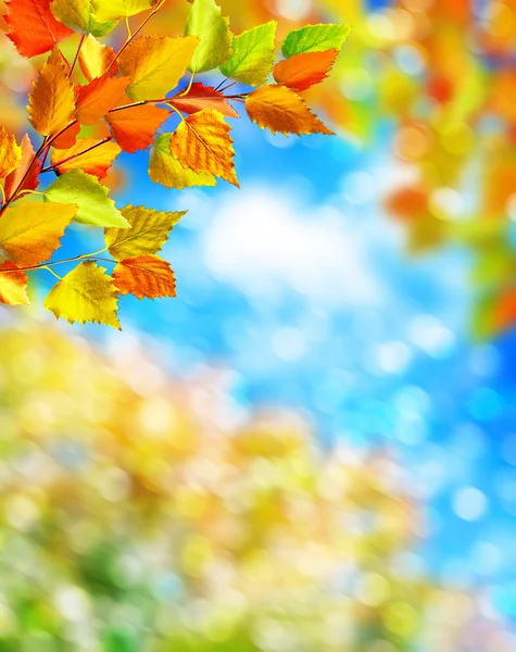 Feuilles d'automne contre un ciel bleu avec des nuages — Photo