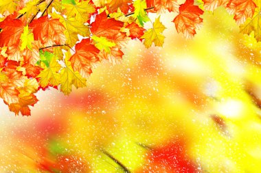 herfst gebladerte. Gouden herfst.