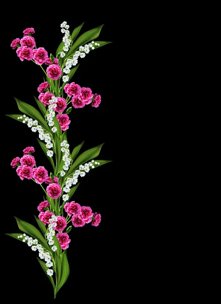 Carnation isolated on black background — Stock Photo, Image