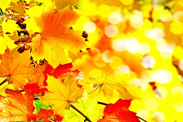 秋天的树叶。金色的秋天. — Stockfoto