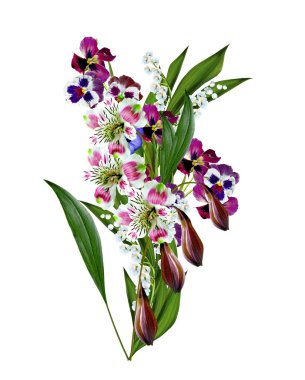 Beyaz arkaplanda yalıtılmış nonoş çiçekleri