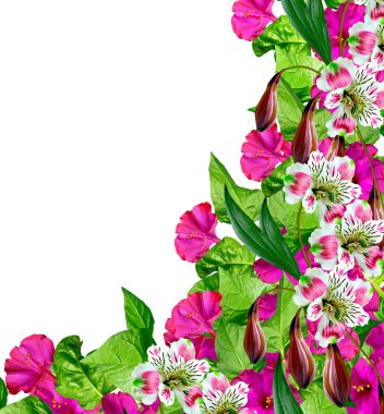 Petunya çiçekleri beyaz arkaplanda izole edilmiş