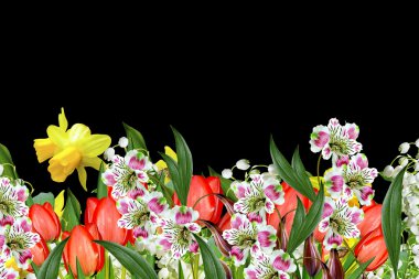 Siyah arkaplanda çiçekler