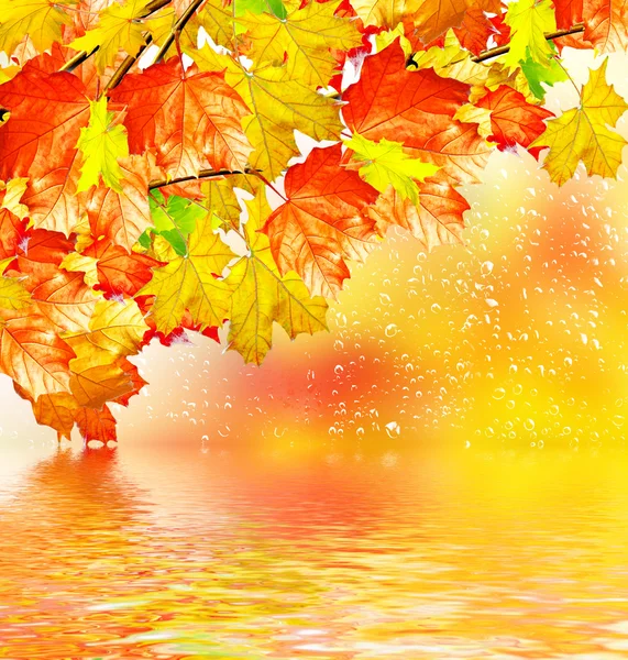 Fogliame autunnale. Autunno d'oro . — Foto Stock