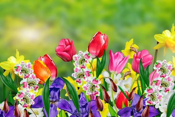 Flores de primavera narcisos y tulipanes —  Fotos de Stock