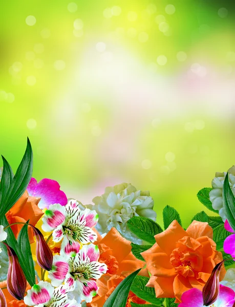 Sommerlandschaft. Blumen Rosen — Stockfoto