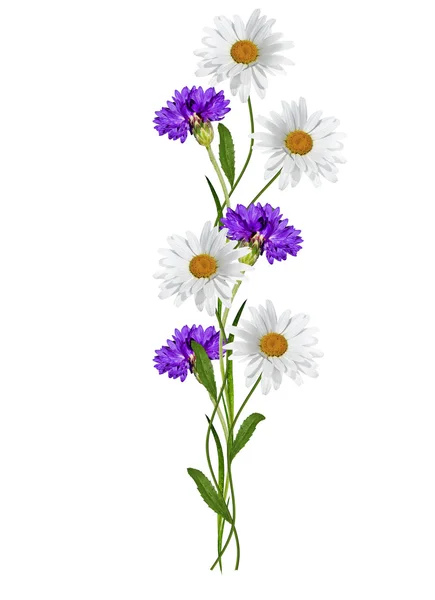 Kwiaty na białym tle Chabry — Zdjęcie stockowe