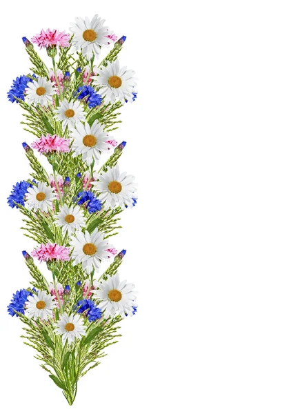 Flowers cornflowers isolated on white background — Stock Photo, Image