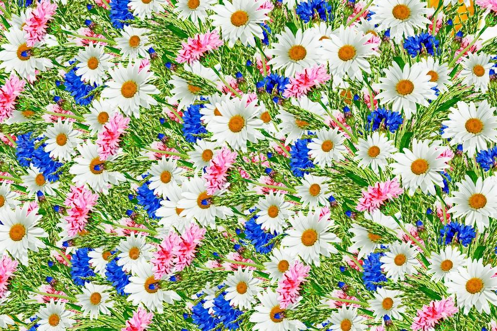 Wildflowers daisies. Floral background of daisies and cornflower