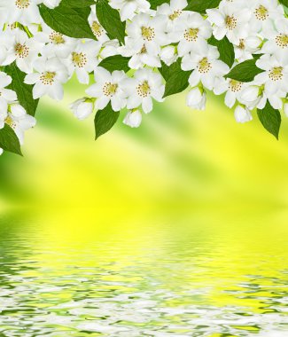 Bahar yatay, hassas Yasemin çiçekleri