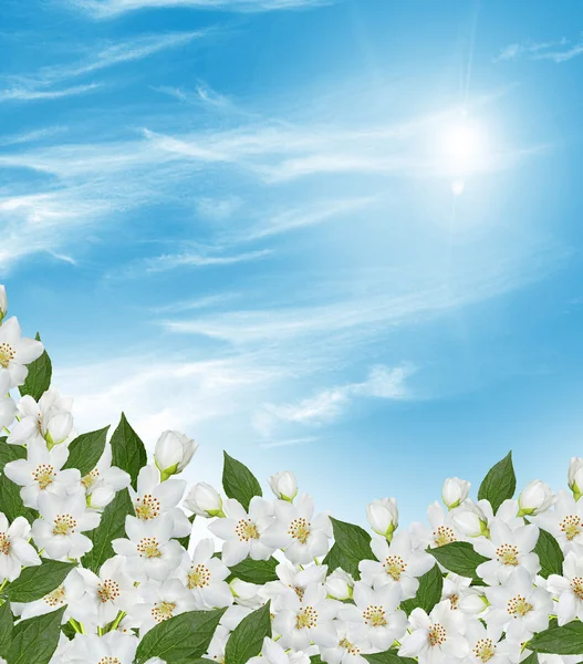 Zweig von Jasminblüten auf blauem Himmel mit Wolke — Stockfoto