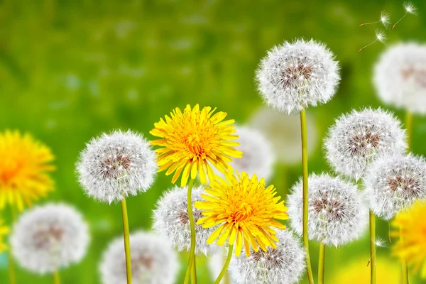 Flores silvestres dientes de león. Flores de primavera — Foto de Stock