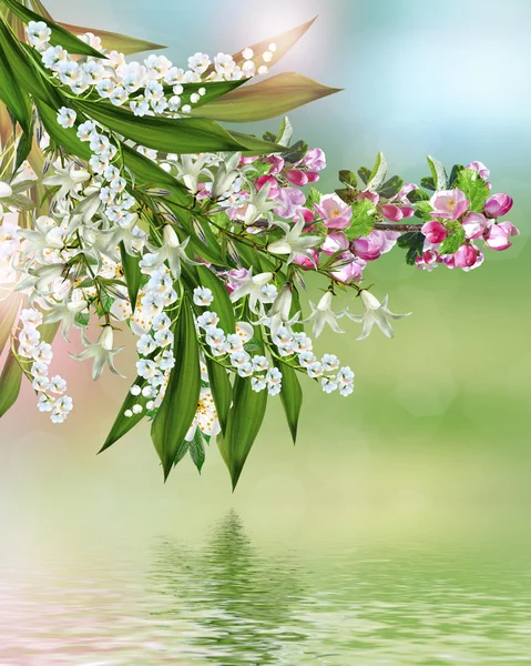 Ramo florido da ameixa — Fotografia de Stock