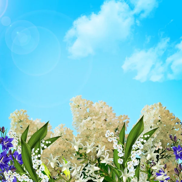 Fliederfarbener Zweig vor blauem Himmel mit Wolken — Stockfoto