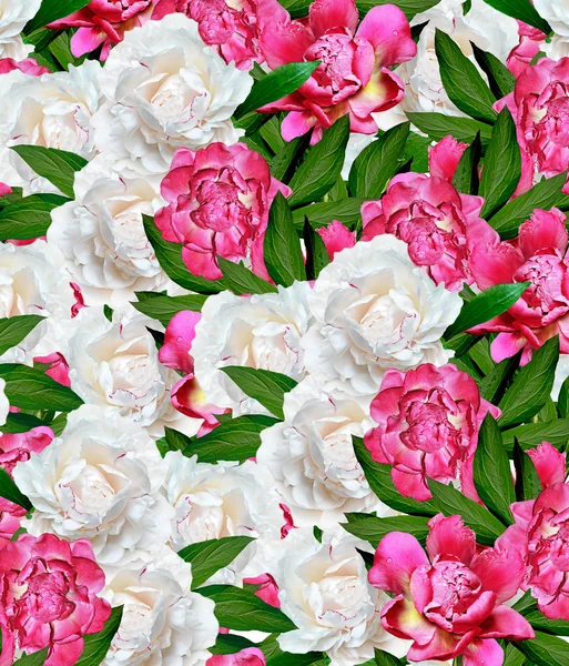 Flores de peonía aisladas sobre fondo blanco —  Fotos de Stock