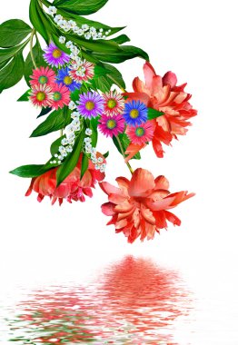 Beyaz arka plan üzerinde izole Şakayık çiçekleri