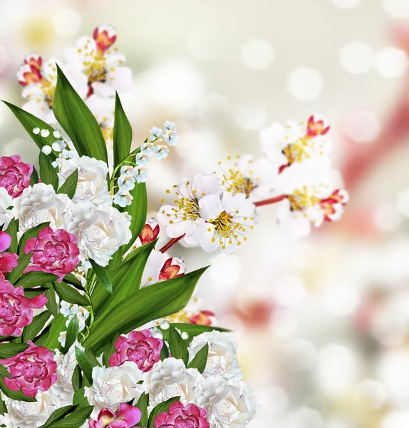 Rama floreciente de albaricoque — Foto de Stock