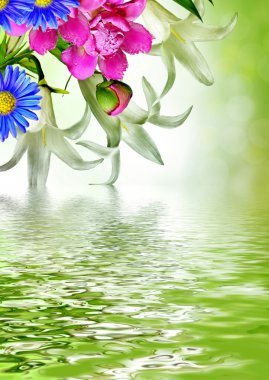 narin çiçekler bluebells çiçek arka planı