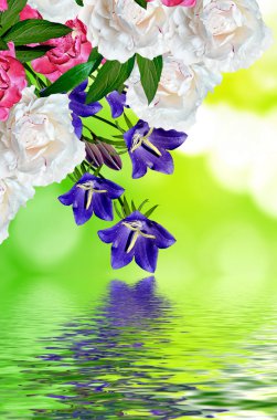 narin çiçekler bluebells çiçek arka planı