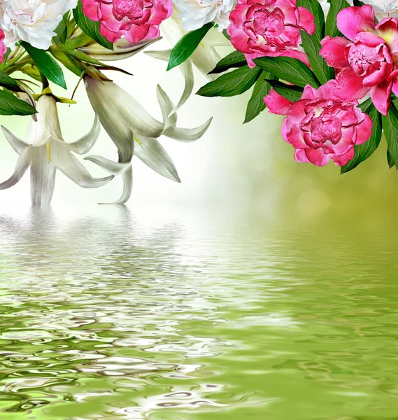 Květinové pozadí jemné květy zvonků — Stock fotografie