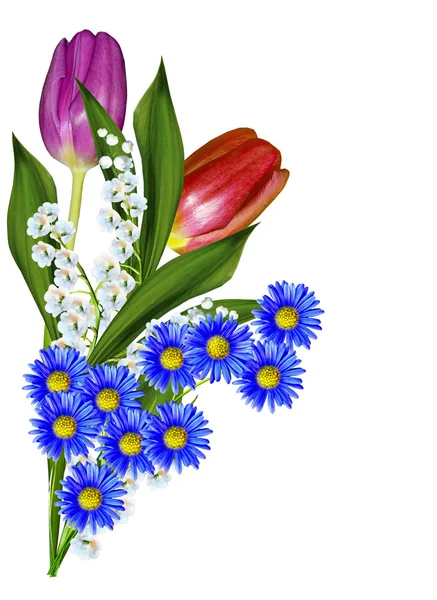 Frühling Blumen Tulpen isoliert auf weißem Hintergrund — Stockfoto