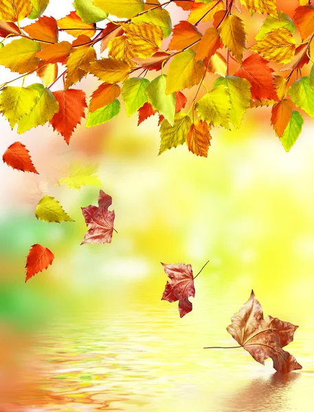 Liście jesienią. Czas jesieni. Złota jesień. — Zdjęcie stockowe