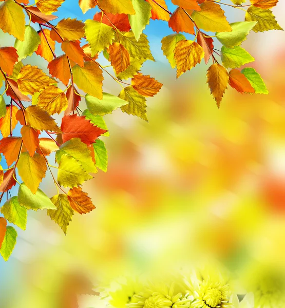 Fogliame autunnale. Ora d'autunno. Autunno oro . — Foto Stock