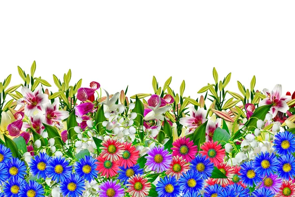 Malvenblüten isoliert auf weißem Hintergrund — Stockfoto