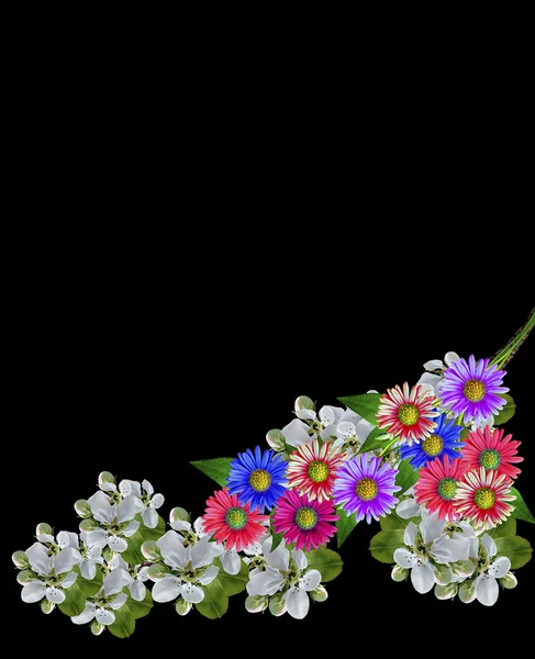 Blütenzweig der Kirsche isoliert auf schwarzem Hintergrund — Stockfoto