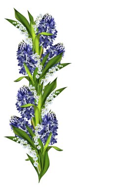 Beyaz arka plan üzerinde izole sümbül