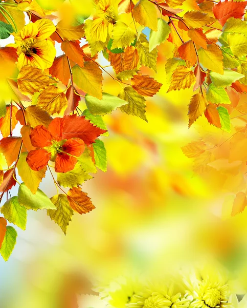 Follaje de otoño. Tiempo de otoño. Otoño dorado . —  Fotos de Stock