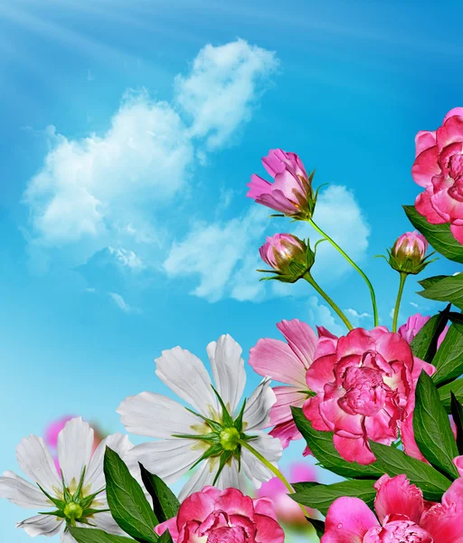 Cosmos flores em um fundo de céu azul com nuvens — Fotografia de Stock