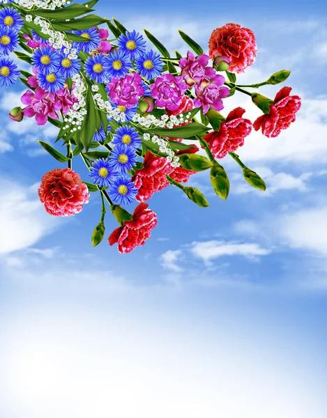 Carnation flowers and blue sky with clouds — Stock Photo, Image