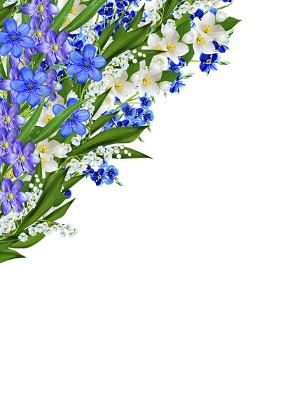 Oksa jasmiinin kukkia eristetty valkoisella taustalla — kuvapankkivalokuva