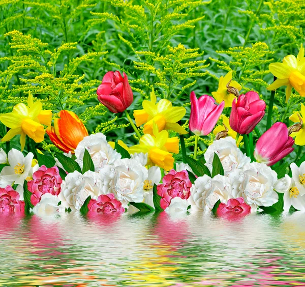 Spring flowers daffodils and tulips — Stock Photo, Image