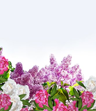 Bahar. Leylak dalı. Peonies