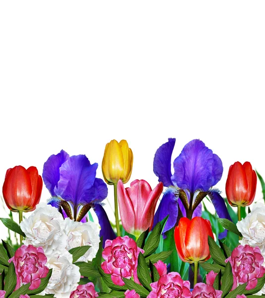 Tulipes jaunes roses et iris bleus — Photo